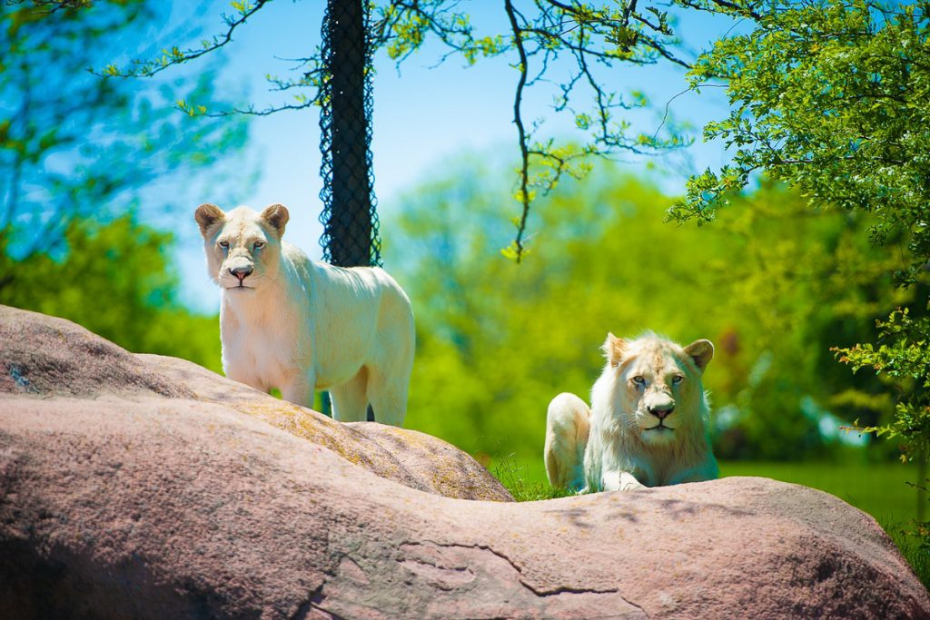 toronto zoo