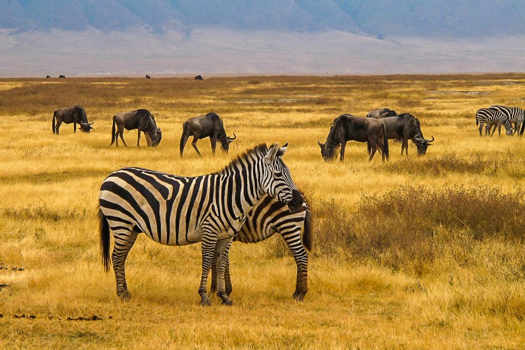 ngorongoro krateris tanzanija