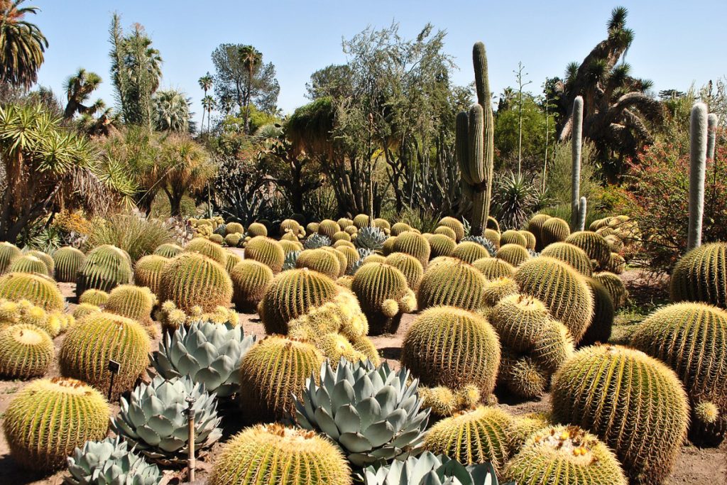 Kaktusų sodas Lanzarotėje