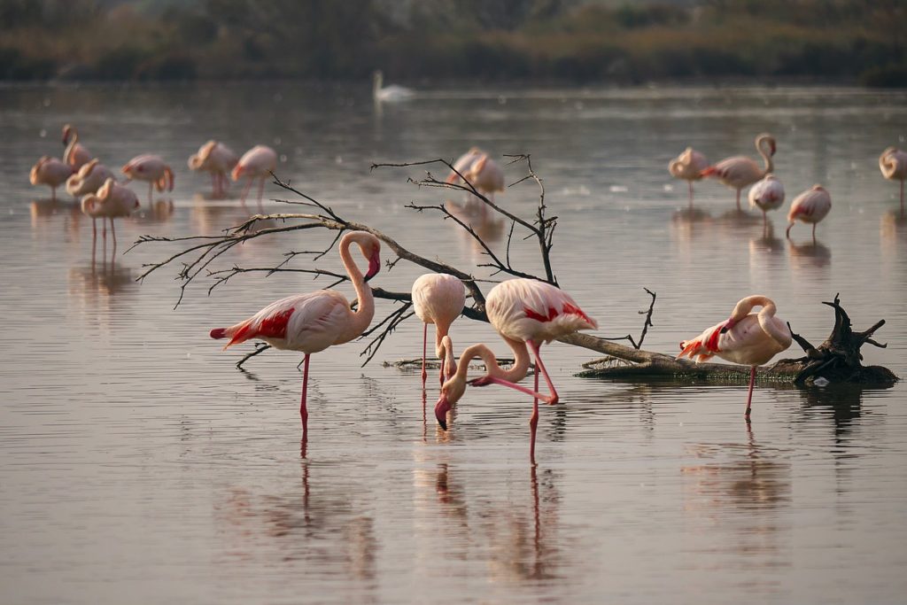 Tengizo flamingai