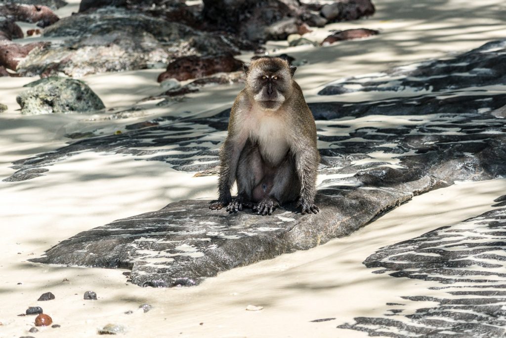 Beždžionių įlanka Phi Phi Don saloje