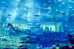 Dubajaus akvariumas