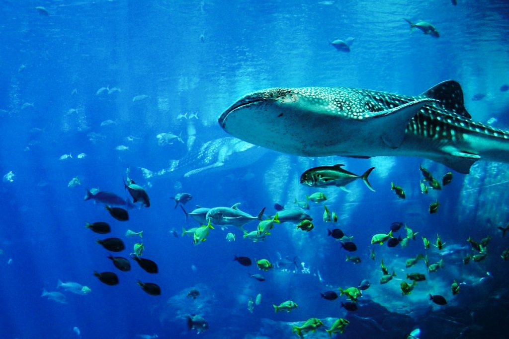 Bangininiai ryklio stebėjimas Cebu