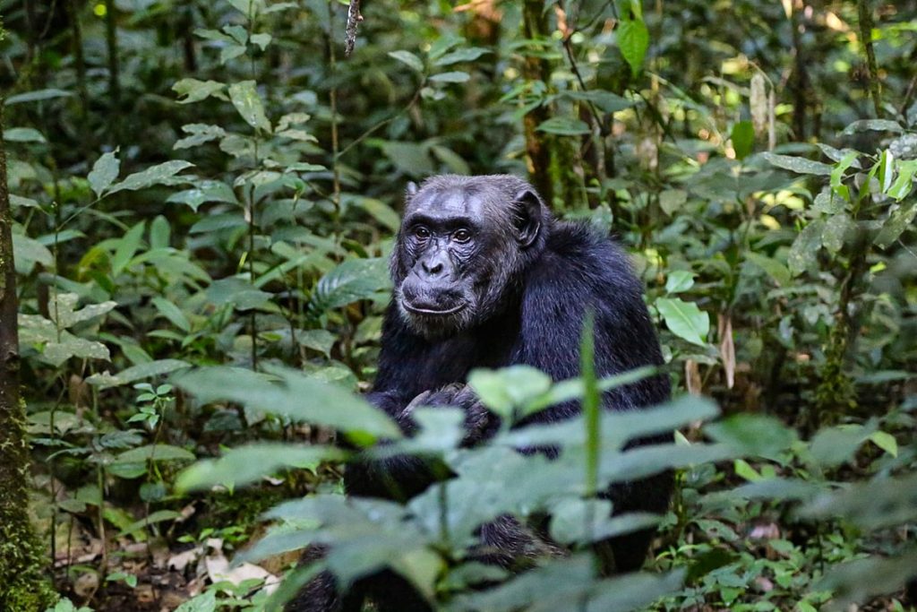 Pigūs skrydžiai iš Vilniaus į Ugandą