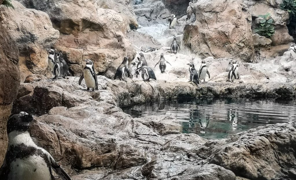 Loro parkas pingvinai