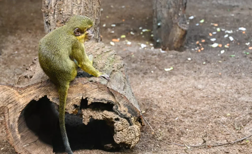 Gdansko zoologijos sodas beždžionė
