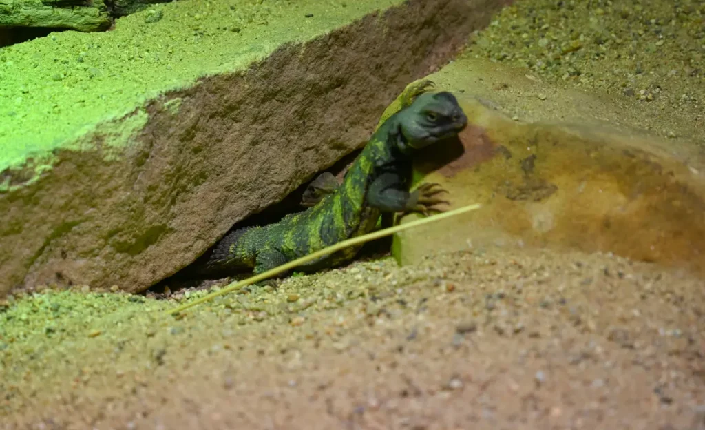 Gdanske, zoologijos sode esantis driežas