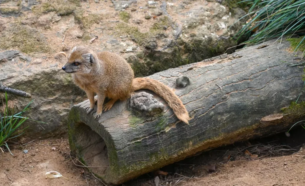 Gdansko zoo surikata