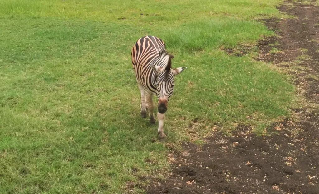 zebras vaikšto po Gdansko zoologijos sodą