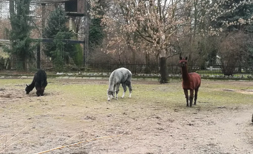 Varšuvos zoologijos sodas lama