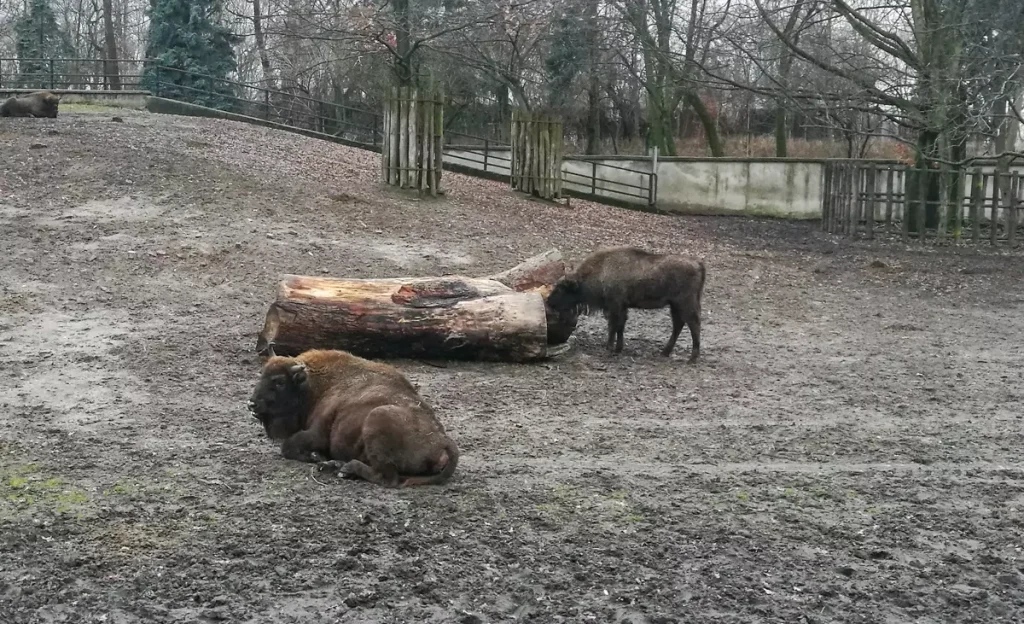 Varšuvos zoologijos sodo sernai